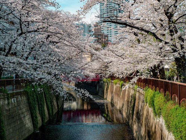 Celebrate Spring the Japanese Way