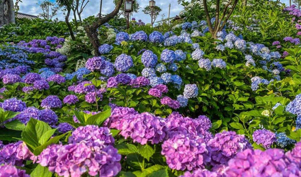 Where to See Hydrangeas in Japan This June – 2025 Blooming Guide