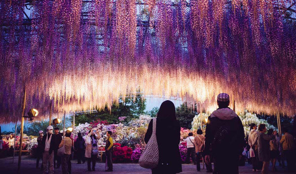 Japan’s Must-See Wisteria Illuminations at Ashikaga Flower Park
